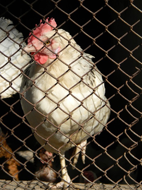 以确保战斗 以确保战斗